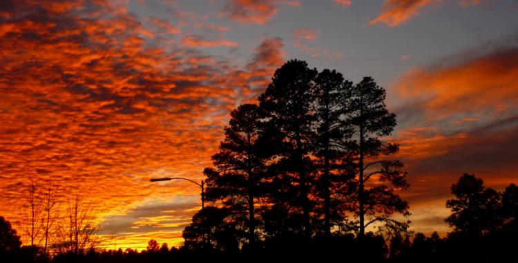 silhouetted tree against a dramatic orange and yellow sunset in Flagstaff