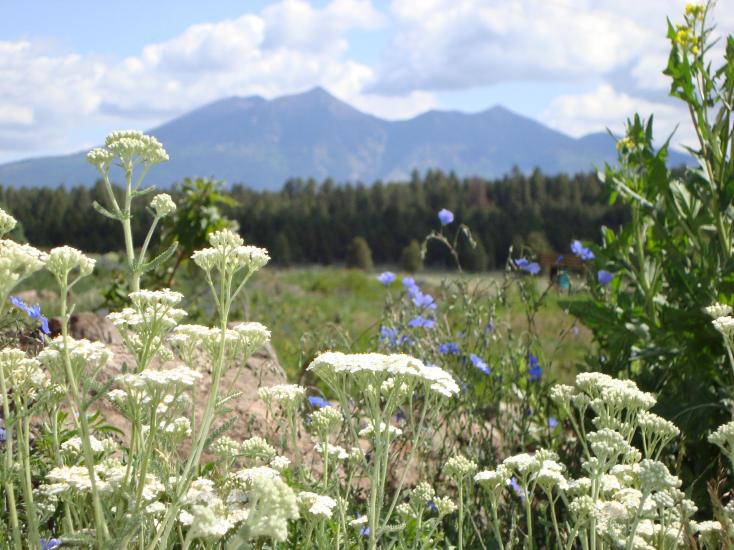 Wild flowers cover a field in the Arboretum at Flagstaff. Mountains are visible in the distance