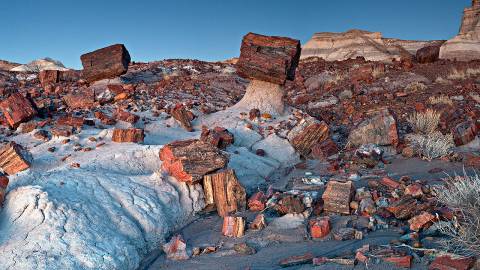 Petrified Forest National Park