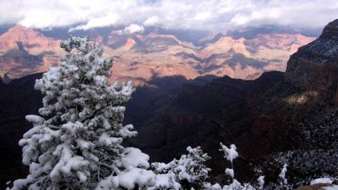 snow covered trees at grand canyon village near Flagstaff