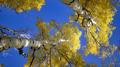 Inner Basin Flagstaff Aspens view of fall leaves shot from below looking upward