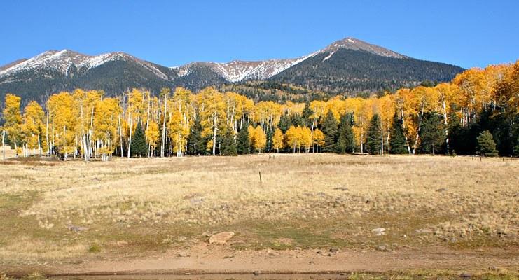 An open field surrounded by golden aspens with a mountain range in the background.