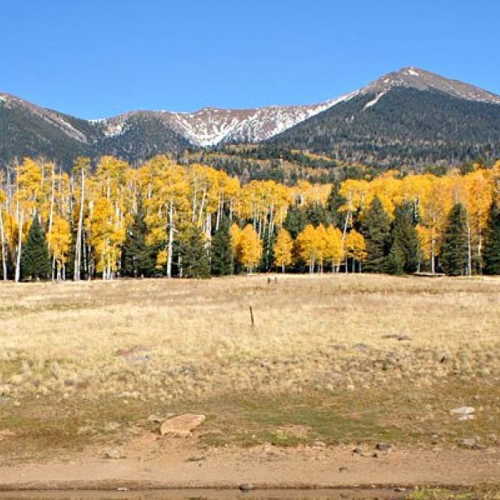 An open field surrounded by golden aspens with a mountain range in the background.