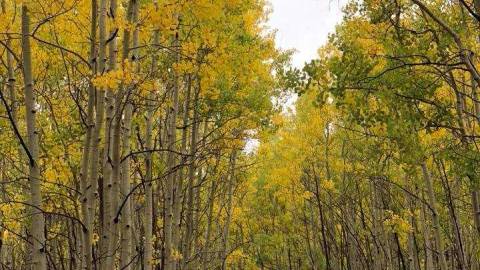 View of forrest filled with yellow and green fall leaves in Nordic Village in Flagstaff AZ