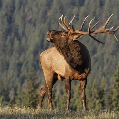 an elk with large antlers bugles while standing in a field surrounded by ponderosa pines