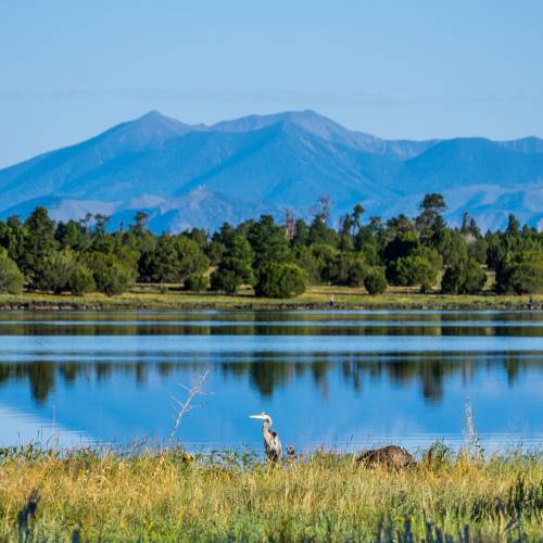 A bird standing by a body of water near the San Francisco Peaks during spring.