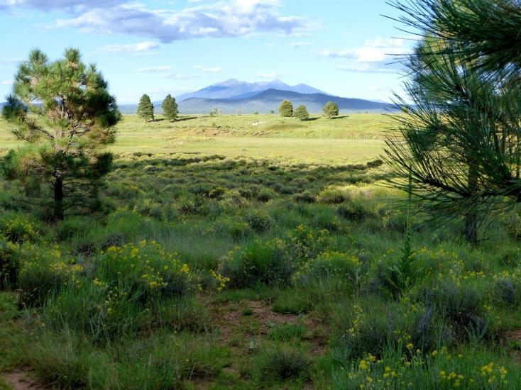 View of Sycamore Canyon | Discover Flagstaff AZ | Hiking | Outdoors