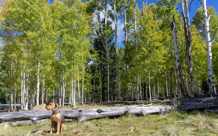 A dog sitting by a forested area in Flagstaff.