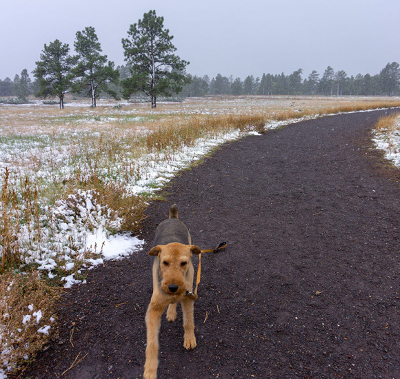 A dog walking through a trail in an outdoor area around Flagstaff, AZ.