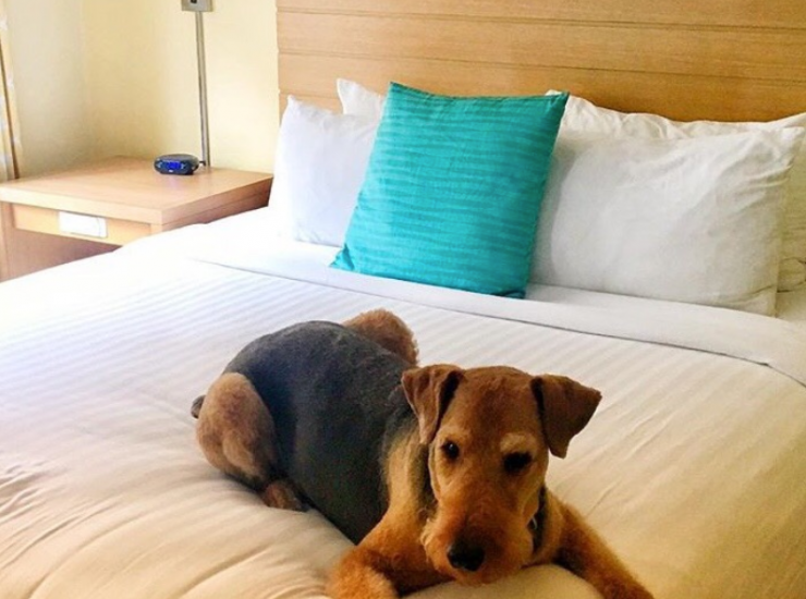 A dog lying on a bed at a hotel in Flagstaff.