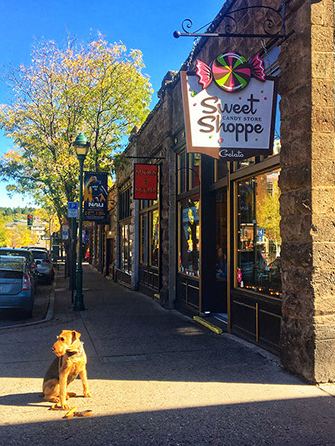 A dog sitting by the Sweet Shoppe in downtown Flagstaff.