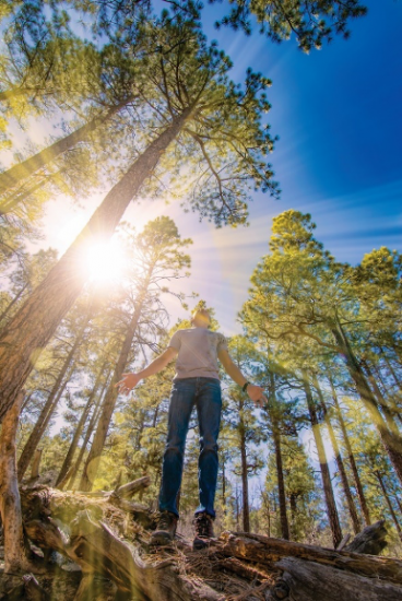 The bright summer sun shines down through tall pine trees and onto a hiker on a trail near Flagstaff, Arizona.