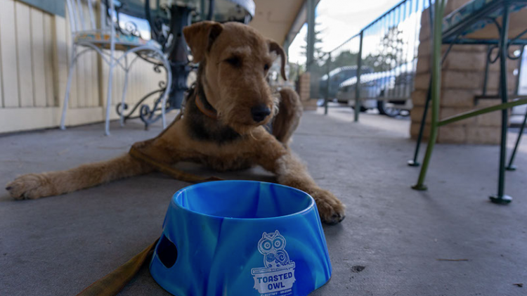 A dog sitting behind a bowl of water at the patio of the Toasted Owl.